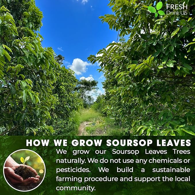 FreshDrinkUS, Premium 30+ Soursop Graviola Dried Leaves, Natural Whole Soursop Leaves, Wildcrafted, Hoja Guanabana, Loose Leaf Herbal Tea, No Gluten, Vegan - Bloomnest