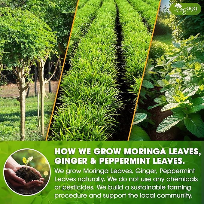 TOG999, Premium Moringa Ginger Peppermint Herbal Tea – 60 Tea Bags – Caffeine-Free, Plant-Based, Non-GMO, Naturally Refreshing Flavor, No Artificial Additives, No Sugar, No Gluten. Vegan - Bloomnest
