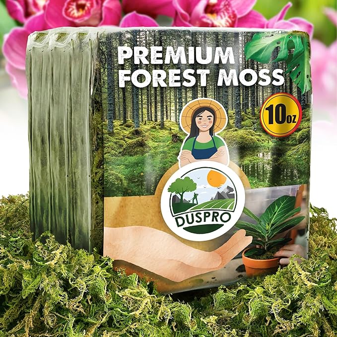 DUSPRO 10oz Dried Forest Moss for Potted Plants, Ideal for Orchid Moss Potting Mix Indoor Moisture Repotting Orchid Soil Medium, Terrarium Decor, Natural Reptile Vine - Bloomnest