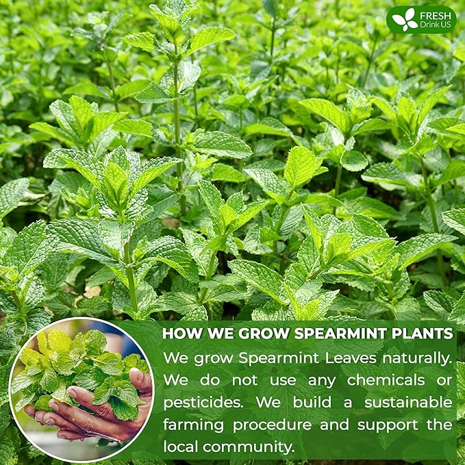 FreshDrinkUS, Premium 45 Spearmint Tea Bags, 100% Natural Spearmint Leaves. Loose Leaf Spearmint Herbal Tea. Spearmint Leaf Tea. No Sugar, No Caffeine, No Gluten, Vegan. - Bloomnest