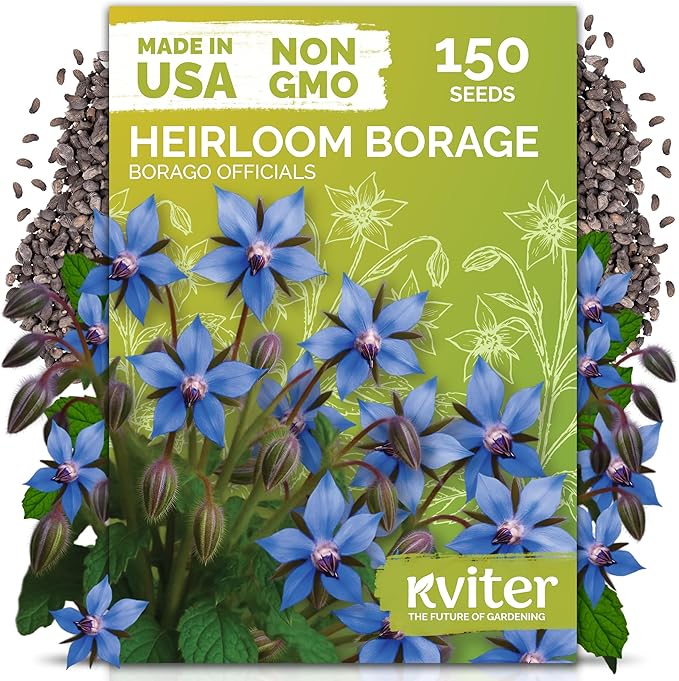 KVITER 150 Borage Seeds (Borago officinalis) - Blue Strawflower, Edible Flower for Teas, Attracts Pollinators - Organic & Heirloom Herb Seeds for Planting in Outdoor & Indoor Garden, Beds, Containers - Bloomnest