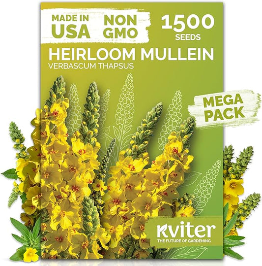 KVITER 1,500 Mullein Seeds for Planting (Verbascum Thapsus) – Mullein Herb, Heirloom Seed Non GMO Organic – Ideal for Herb Garden – US Grown Herbs Flower Seeds - Bloomnest