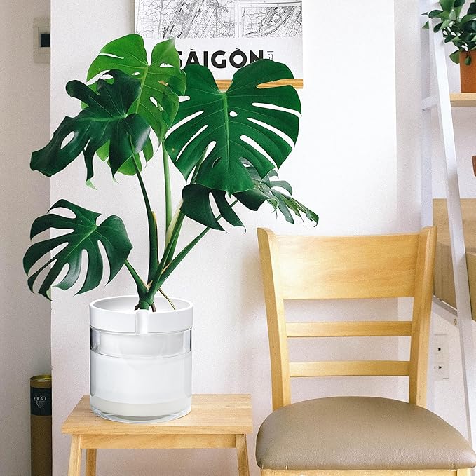Phoenix Vine 8 Inch Self Watering Planter, White Terracotta Clay Pot with Glass Reservoir for Indoor Plants, Herbs, Flowers, Set of 1, 52-B-H-1 - Bloomnest