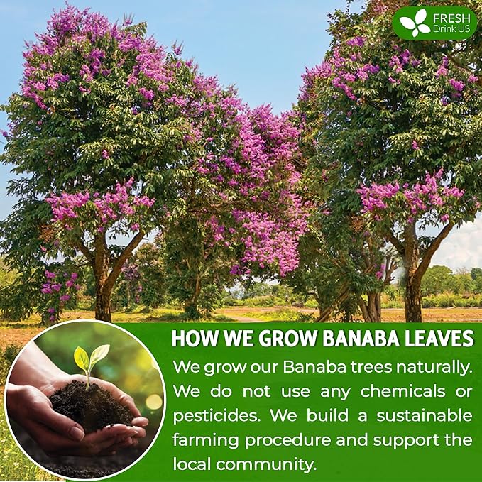 FreshDrinkUS, Premium 40 Banaba Tea Bags, 100% Natural & Pure from Banaba Leaves. Loose Leaf Banaba Herbal Tea. No Sugar, No Caffeine, No Gluten, Vegan. - Bloomnest