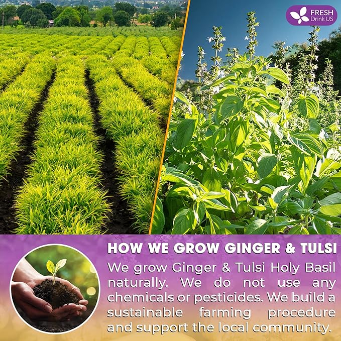 FreshDrinkUS, Premium 35 Ginger Tulsi Tea Bags, 100% Natural, Hand-made Blend of Ginger and Tulsi Holy Basil Leaves, Eco-conscious Tea Bags. Ginger Tulsi Herbal Tea. No Sugar, No Caffeine, Vegan. - Bloomnest