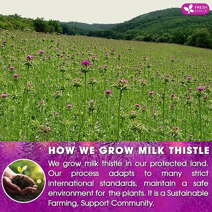 FreshDrinkUS, Premium 75 Milk Thistle Tea Bags, 100% Natural & Pure from Milk Thistle Seeds. Milk Thistle Seed Herbal Tea. Made with Natural Material Tea Bags. No Sugar, No Caffeine, No Gluten, Vegan. - Bloomnest