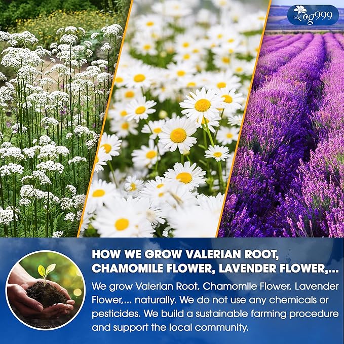 TOG999, Premium Valerian Dream Tea Bags | 60 Count | Herbal Blend with Valerian Root, Chamomile, Lavender, Rose Petal & Spearmint | Naturally Caffeine-Free, Relaxing Evening Tea. Vegan. - Bloomnest