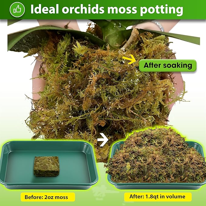 DUSPRO Dried Moss for Potted Plants, Forest Orchid Moss for Potting Mix, Sphagnum Potting Moss for Plants Indoor, Real Moss Soil Cover for Houseplant (2 OZ) - Bloomnest