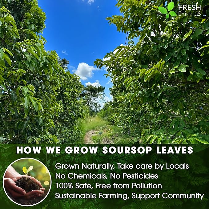 40 Premium Soursop Graviola Leaf Tea Bags, 100% Natural and Pure from Soursop Leaves, Handmade, Made With Natural Materials-Corn Fiber Tea Bag, Sugar/Caffeine/Gluten Free, Hoja Guanabana Tea - Bloomnest