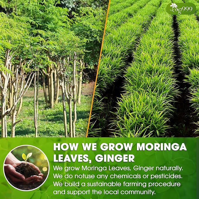 TOG999, Permium Moringa Ginger Herbal Tea – 60 Tea Bags – Caffeine-Free, Smooth & Warming Blend – Pure Ingredients, Sustainably Sourced. No Sugar. No Gluten. Vegan. - Bloomnest