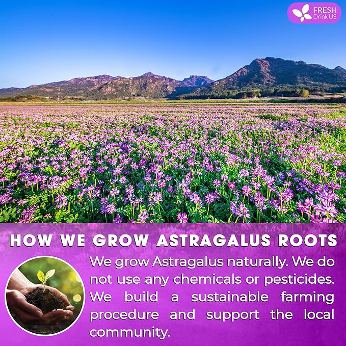 FreshDrinkUS, Premium 75 Astragalus Root Tea Bags, 100% Natural & Pure from Astragalus Root. Astragalus Root Herbal Tea. Made with Natural Material Tea Bags. No Sugar, No Caffeine, No Gluten, Vegan. - Bloomnest