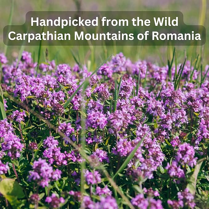 Wild Bliss Organic Wild Thyme Tea - Caffeine Free Respiratory Herbal Support - Pharmacopoeia Potency - 20 Plant Based Tea Bags - Bloomnest