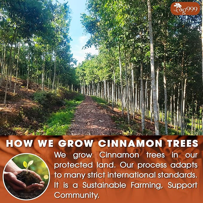 TOG999, Premium 60 Tea Bags - Special Cinnamon Tea, 100% Natural & Pure, Herbal Tea. Cinnamon Stick Herbal Spice Tea. No Sugar, No Caffeine, No Gluten, Vegan. - Bloomnest