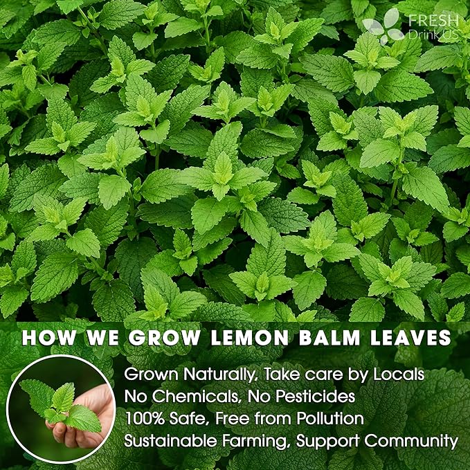 FreshDrinkUS, Premium 120 Lemon Balm Leaf Tea Bags, 100% Natural & Pure from Lemon Balm Leaves. Loose Leaf Lemon Balm Herbal Tea. Lemon Balm Leaf Tea. No Sugar, No Caffeine, No Gluten, Vegan. Lemon Balm Tea - Bloomnest