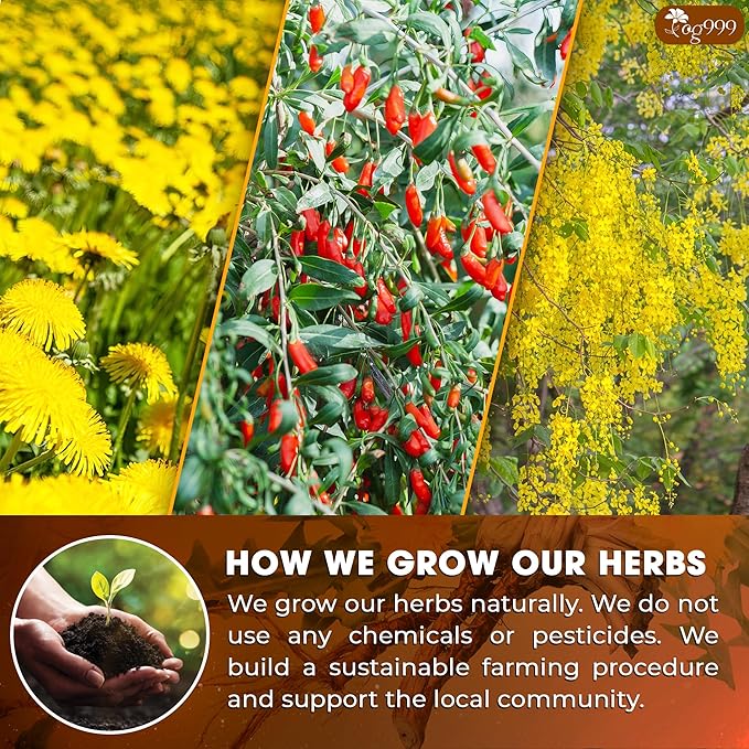 TOG999, Organic Dandelion Wolfberry Tea, 9 Herbal Ingredients, Traditional Recipe Tea for Kidney & Liver, Natural Dandelion, Wolfberry, Gardenia, Cassia Seed, Chrysanthemum, Licorice, Orange Peel (30 Bags) - Bloomnest
