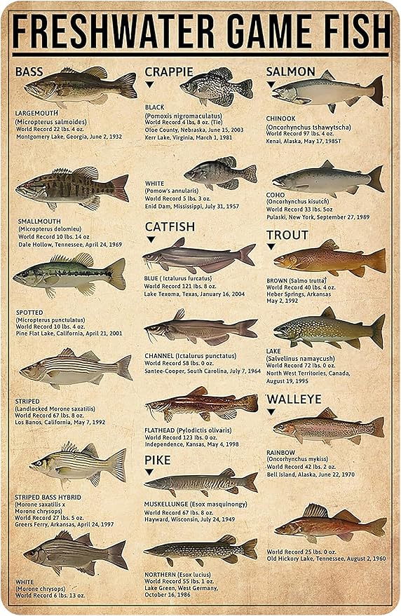 Boy's Fishing Gifts Vintage Fresh Water Gamefish Knowledge Tin Sign for Man Cave Boys Hunting Room Bedroom Lake House Cabin Wall Art Decor 8x12 Inch (3069) - Bloomnest