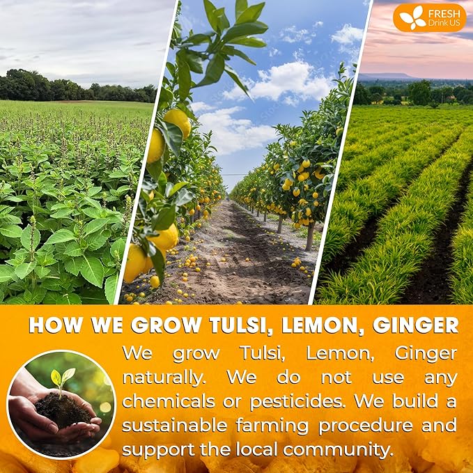 FreshDrinkUS, Premium 35 Tulsi Lemon Ginger Tea Bags, 100% Natural & Pure from Tulsi Holy Basil Leaves, Lemon and Ginger. Made with Natural Material Tea Bags. No Sugar, No Caffeine, Vegan. - Bloomnest