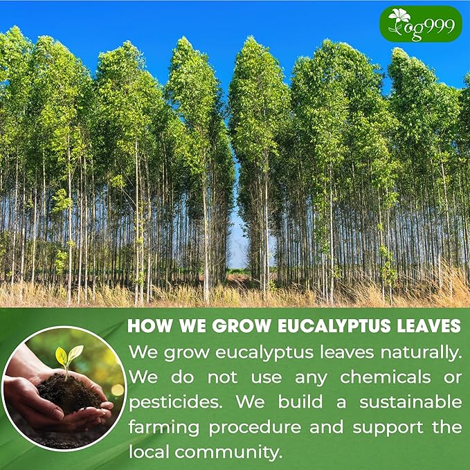 TOG999, Premium 100 Eucalyptus Leaf Tea Bags, 100% Natural & Pure Eucalyptus Leaves. Loose Leaf Eucalyptus Herbal Tea. Eucalyptus Leaf Tea. No Sugar, No Caffeine, No Gluten, Vegan. - Bloomnest