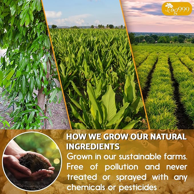 TOG999, 60 Bags Premium Turmeric Ginger Cinnamon Tea. Upgraded Version. Improve Digestion, Support Brain, Weight, Skin and Sleep. Eco-Conscious Tea Bags. No Sugar, No Caffeine, No Gluten, Vegan. - Bloomnest