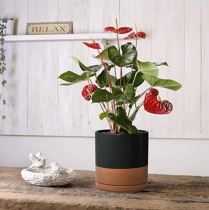 D'vine Dev 8 Inch & 10 Inch Ceramic Planter Pot for Plants with Drainage Hole and Saucer, Large Plant Pots Set, Black/Speckled Tan, 94-G-L-7 - Bloomnest