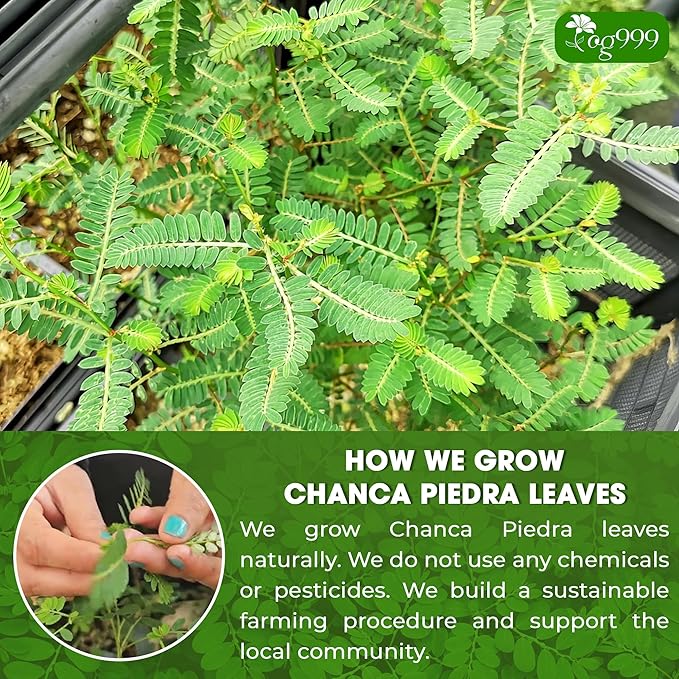 TOG999, Premium 120 Chanca Piedra Leaf Tea Bags, 100% Natural & Pure from Chanca Piedra Leaves. Loose Leaf Chanca Piedra Herbal Tea. Made with Natural Material Tea Bags. No Sugar, No Caffeine, No Gluten, Vegan. - Bloomnest