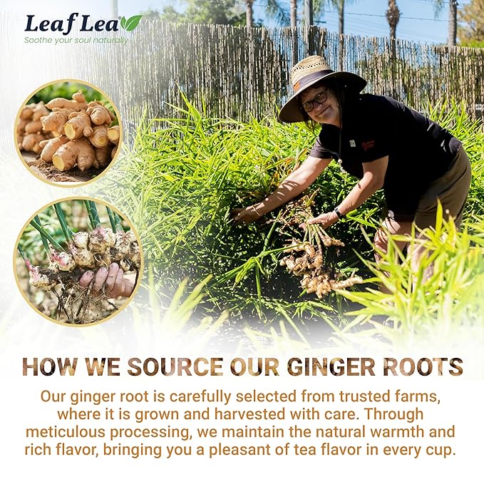 LeafLea 120 Ginger Tea Bags, 100% Pure Ginger Root Herbal Tea, Spicy & Warming Flavor, Supports Digestion & Immune Health, Individually Wrapped, Caffeine-Free, Sugar-Free, Gluten-Free, Non-GMO, Vegan - Bloomnest