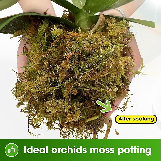 DUSPRO Dried Moss for Potted Plants, Forest Orchid Moss for Potting Mix, Sphagnum Potting Moss for Plants Indoor, Real Moss Soil Cover for Houseplant (2.1 LBS) - Bloomnest