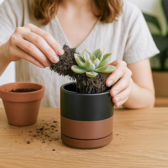 D'vine Dev Set of 2 Plants Pots, 3.5 Inch Ceramic Planter Pot for Plants with Drainage Hole and Saucer, Black/Speckled Tan, 94-V-A-7 - Bloomnest