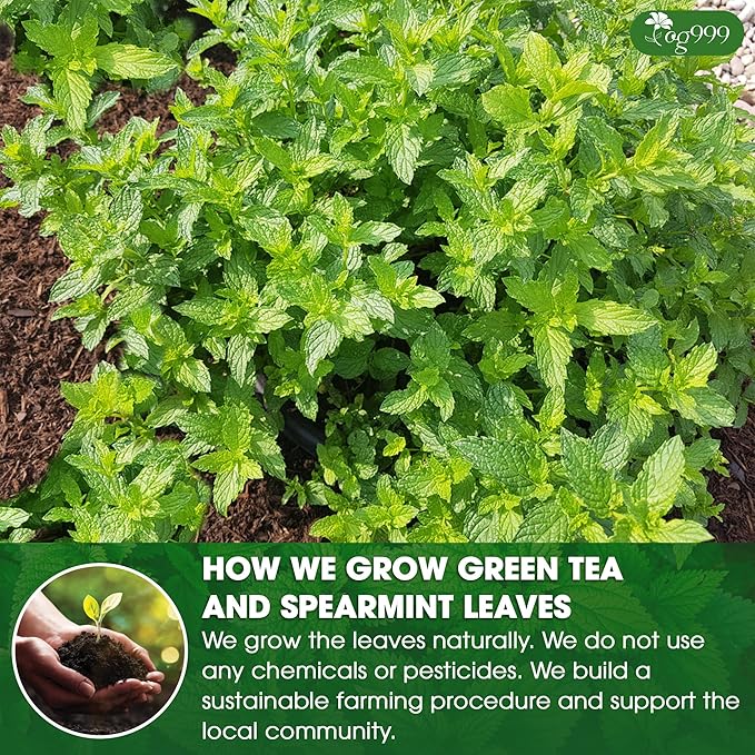 TOG999, Premium Moroccan Mint Green Tea | 30 Tea bags | Traditional Green Tea with Spearmint – Refreshing Flavor, Premium Quality Herbal Blend. Gluten-Free. Vegan - Bloomnest