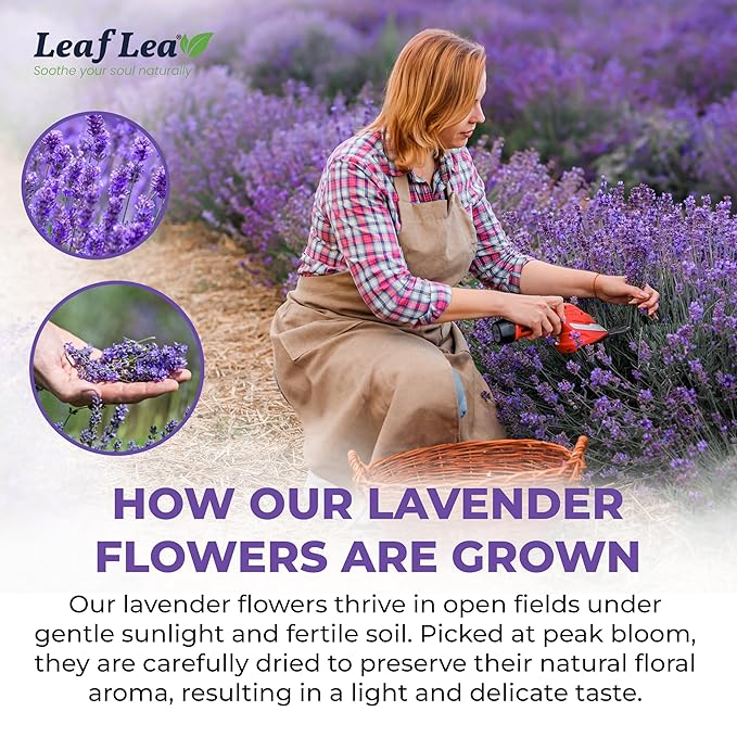 LeafLea 80 Premium Lavender Tea Bags, 100% Natural & Pure from Lavender Flowers, Nighttime Comfort & Digestive Support, Floral Aroma and Smooth Taste, Caffeine-Free, Sugar-Free, Individually Wrapped - Bloomnest