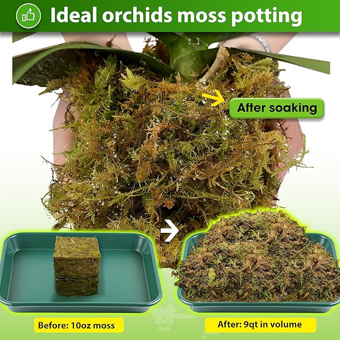 DUSPRO 10oz Dried Forest Moss for Potted Plants, Ideal for Orchid Moss Potting Mix Indoor Moisture Repotting Orchid Soil Medium, Terrarium Decor, Natural Reptile Vine - Bloomnest