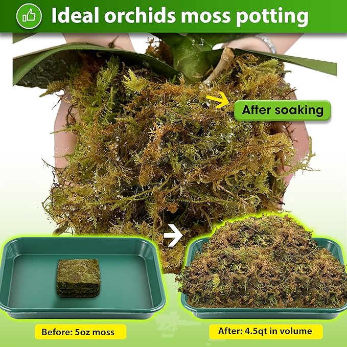 DUSPRO Dried Moss for Potted Plants, Forest Orchid Moss for Potting Mix, Sphagnum Potting Moss for Plants Indoor, Real Moss Soil Cover for Houseplant (5 OZ) - Bloomnest