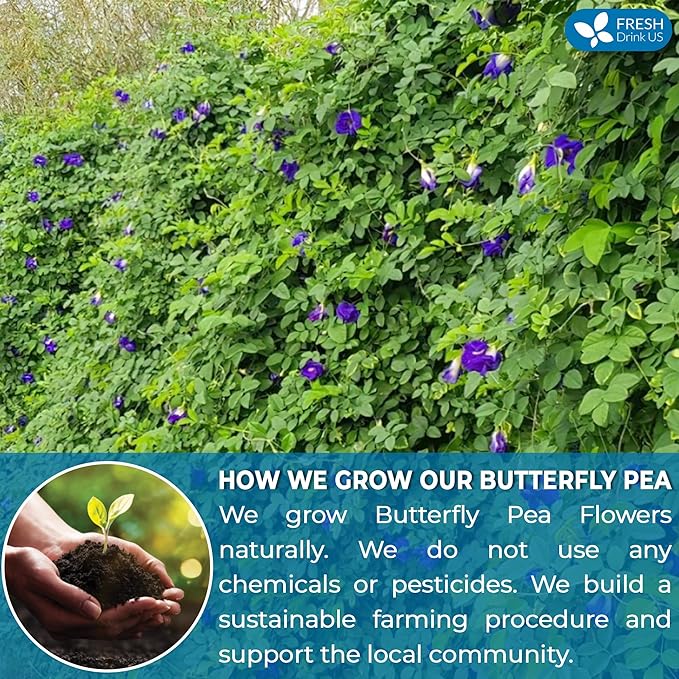 FreshDrinkUS, 100 Premium Butterfly Pea Flower Tea Bags – 100% Pure & Natural | Caffeine-Free Herbal Blue Tea | No Additives, Non-GMO, Made With Natural Material Tea Bag, No Sugar, No Caffeine, No Gluten, Vegan - Bloomnest