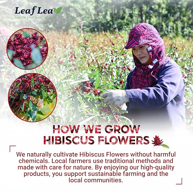 LeafLea Hibiscus Tea Bags – 240 Count, Individually Wrapped, 100% Natural Hibiscus Flower Herbal Tea, Caffeine-Free, Sugar-Free, Non-GMO, Rich in Flavor & Color, Te de Hibisco, Jamaica Tea (Pack of 6) - Bloomnest
