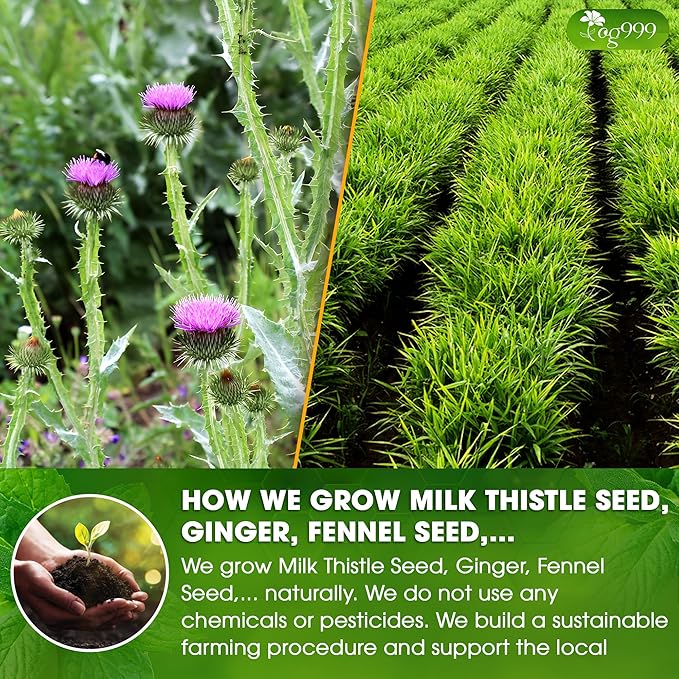 TOG999, Premium Stomach & Liver Herbal Tea – 60 Tea Bags – Milk Thistle Seed, Ginger, Fennel, Peppermint & Licorice – Caffeine-Free – Soothing & Refreshing Herbal Blend for Daily Enjoyment - Bloomnest