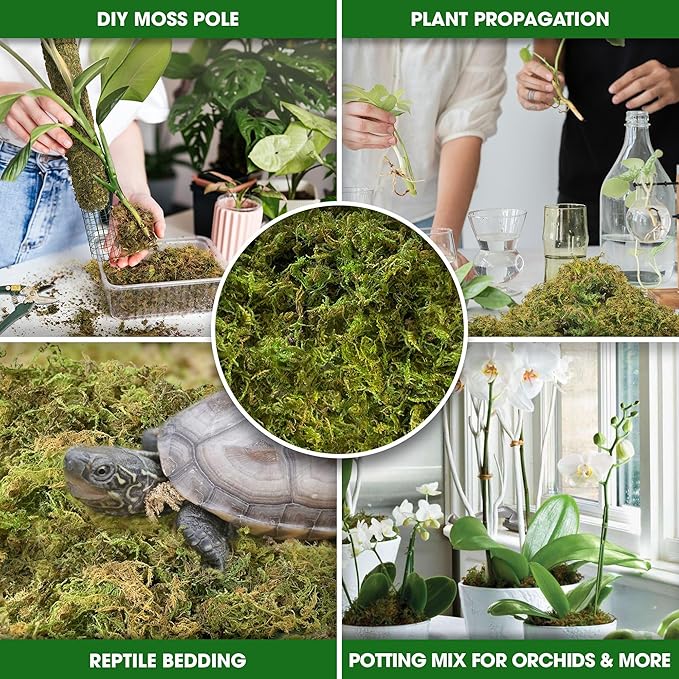 DUSPRO 10oz Dried Forest Moss for Potted Plants, Ideal for Orchid Moss Potting Mix Indoor Moisture Repotting Orchid Soil Medium, Terrarium Decor, Natural Reptile Vine - Bloomnest